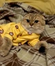 Кофта для котов (кошек) Лаки Желтый мишка XS Желтый - изображение 6