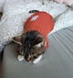 Кофта для котов (кошек) Кружево M Красный - изображение 7