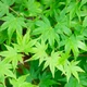 Клен японський пальмолистий "Green" горщик р9 - зображення 1