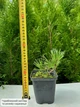 Саджанці Сосни гірської Мугус (Pinus mugo Mughus) Р9 - зображення 6