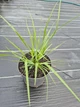 Пеннісетум лисохвостий Блек Б'юти (Pennisetum alopecuroides Black Beauty), в горшкe С1,5л - зображення 3