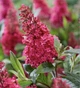Буддлея Давида Баттерфляй Кенді Літтл Рубі (Butterfly Candy Little Ruby), С1,5 - зображення 2