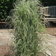 Війник гостроквітковий «Аваланш» (Calamagrostis acutiflora Avalanche), С1,5 - зображення 4