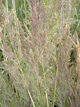 Війник гостроквітковий «Аваланш» (Calamagrostis acutiflora Avalanche), С1,5 - зображення 6