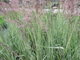 Війник гостроквітковий «Аваланш» (Calamagrostis acutiflora Avalanche), С1,5 - зображення 7