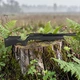 Винтовка пневматическая Gamo Arrow (PCP) кал. 4,5 мм - изображение 1