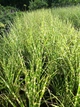 Саджанці Міскантуса китайського "Зебрінус" (Miscanthus sinensis Zebrinus) в 0.5л горщиках - зображення 4