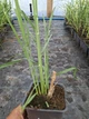 Саджанці Пенісетума "Ред Хед" (Pennisetum alopecuroides 'Red Head') в 0.5л горщиках - зображення 2