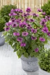 Саджанці Монарди "Бі Фрі" (Monarda 'Bee-Free') в 380гр горщиках - изображение 2
