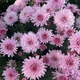 Саджанці Хризантеми №40 "Бранфонтан Пінк" (Branfountain Pink)" в 2л горщиках - изображение 1