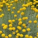 Саджанці Сантоліни сірої (Santolina chamaecyparissus) - изображение 1