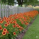 Саджанці Гайлардії «Арізона Сан» (Gaillardia grandiflora 'Arizona Sun') - изображение 2
