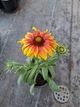 Саджанці Гайлардії «Арізона Сан» (Gaillardia grandiflora 'Arizona Sun') - изображение 5