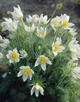 Саджанці Сон-трави, МІКС (Pulsatilla) в 380гр горщиках - изображение 5