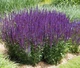 Саджанці Шавлії дібровної Карадонни (Salvia nemorosa Caradonna) в 0,5л горщиках - изображение 1