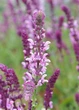 Саджанці Шавлії дібровни Карадонни Пінк (Salvia nemorosa Caradonna Pink) в 0.5л горщиках - зображення 2
