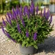 Саджанці Шавлії дібровної Карадонни компакт (Salvia Caradonna Compact) в 0.5 л горщиках - изображение 1