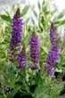 Саджанці Шавлії дібровної Карадонни компакт (Salvia Caradonna Compact) в 0.5 л горщиках - изображение 2