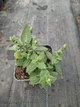 Саджанці Шавлії дібровної Карадонни компакт (Salvia Caradonna Compact) в 0.5 л горщиках - изображение 3