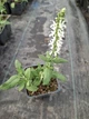 Саджанці Шавлії дібровної (лісової) Шніхугель (Salvia Schneehügel) в 0.5л горщиках - зображення 3