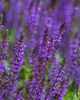 Саджанці Шавлії дібровної 'Mainacht' (Salvia nemorosa 'Mainacht') в 0.5 л горщиках - изображение 1