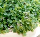 Саджанці М'яти декоративної "Мінт" (Ornamental Mint Mini ) в 380гр горщику - зображення 4