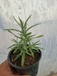 Саджанці Розмарину "Rosy" (Rosmarinus officinalis) в 380 гр горщику - зображення 3
