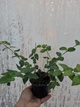 Саджанці Барвіноку великого (Vinca minor) в 380 гр горщику - зображення 3
