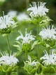Саджанці Монарди Шнівітхен (Monarda dydima Schneewittchen) в 380гр горщиках - изображение 1