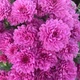 Саджанці Хризантеми №29 "Гігі Пінк (Gigi Pink)" в 2л горщиках - зображення 2