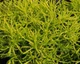 Саджанці Сантоліни лимонної, розмаринолистої (santolina rosmarinifolia 'lemon fizz) - зображення 2