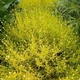 Саджанці Сантоліни лимонної, розмаринолистої (santolina rosmarinifolia 'lemon fizz) - зображення 3