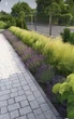 Саджанці Стипи "Хвіст поні" (Stipa tenuissima 'Pony Tails') в 380гр горщиках - зображення 1