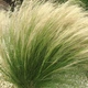 Саджанці Стипи "Хвіст поні" (Stipa tenuissima 'Pony Tails') в 380гр горщиках - зображення 3