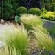 Саджанці Стипи "Хвіст поні" (Stipa tenuissima 'Pony Tails') в 380гр горщиках - зображення 4