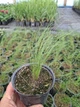 Саджанці Стипи "Хвіст поні" (Stipa tenuissima 'Pony Tails') в 380гр горщиках - зображення 5