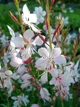 Саджанці Гаури Ліндгеймера 'Вьорлінг Батерфлайз' (Gaura lindheimeri 'Whirling Butterflies') в 380гр горщику - зображення 4