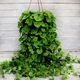 Саджанці Будри Ампельної Зеленої (Glechoma hederacea"Green") в 380 гр горщику - зображення 1