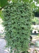 Саджанці Будри ампельної варієгатної (Glechoma hederacea 'Variegata')в 380 гр горщику - зображення 2