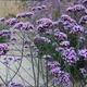 Саджанці Вербена бонарська (Verbena bonariensis) в 380гр горщику - зображення 1