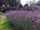 Саджанці Вербена бонарська (Verbena bonariensis) в 380гр горщику - зображення 2