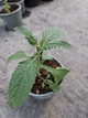 Саджанці Вербена бонарська (Verbena bonariensis) в 380гр горщику - зображення 5