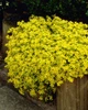 Саджанці Очиток їдкий (Седум) «Єллоу Квін» (Sedum acre 'Yellow Queen') в 380 гр горщику - зображення 2