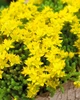 Саджанці Очиток їдкий (Седум) «Єллоу Квін» (Sedum acre 'Yellow Queen') в 380 гр горщику - зображення 4