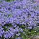 Саджанці Вероніки лежачої "Нестор" (Veronica prostrata "Nestor") в 380 гр горщику - изображение 1