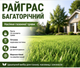 Райграс пастбищный 1 кг — кормовая трава для газона и корма, быстрый рост - изображение 3