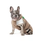 Жилет Pet Fashion Chip для собак такса XS в асортименті - зображення 3