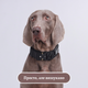 Нашийник для собак Woofy, нейлоновий з металевою пряжкою-фастекс, світловідбиваючий, чорний М (281M-BLACK) - зображення 8