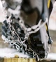 Ледоступы Tribe Ice Black - изображение 9