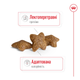 Сухой корм для собак Royal Canin Mini Adult для маленьких пород 4-10 кг от 10 месяцев 8 кг - изображение 10